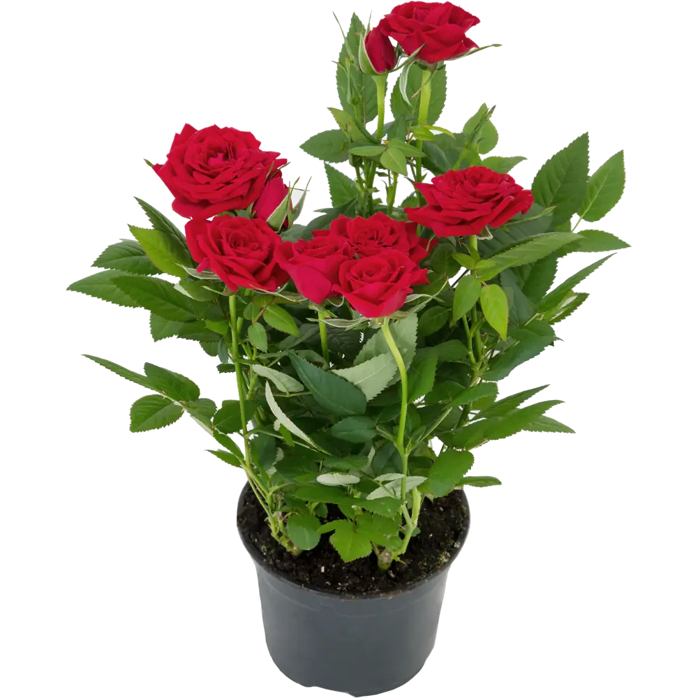 Santreyd Роза Кордана микс - миниатюрное украшение для дома и сада 82895031 STLM-0037686 - Вид №5