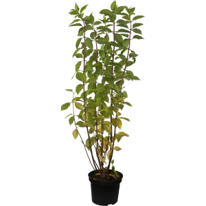 Гортензия метельчатая «Лаймлайт» C3 40-60 см