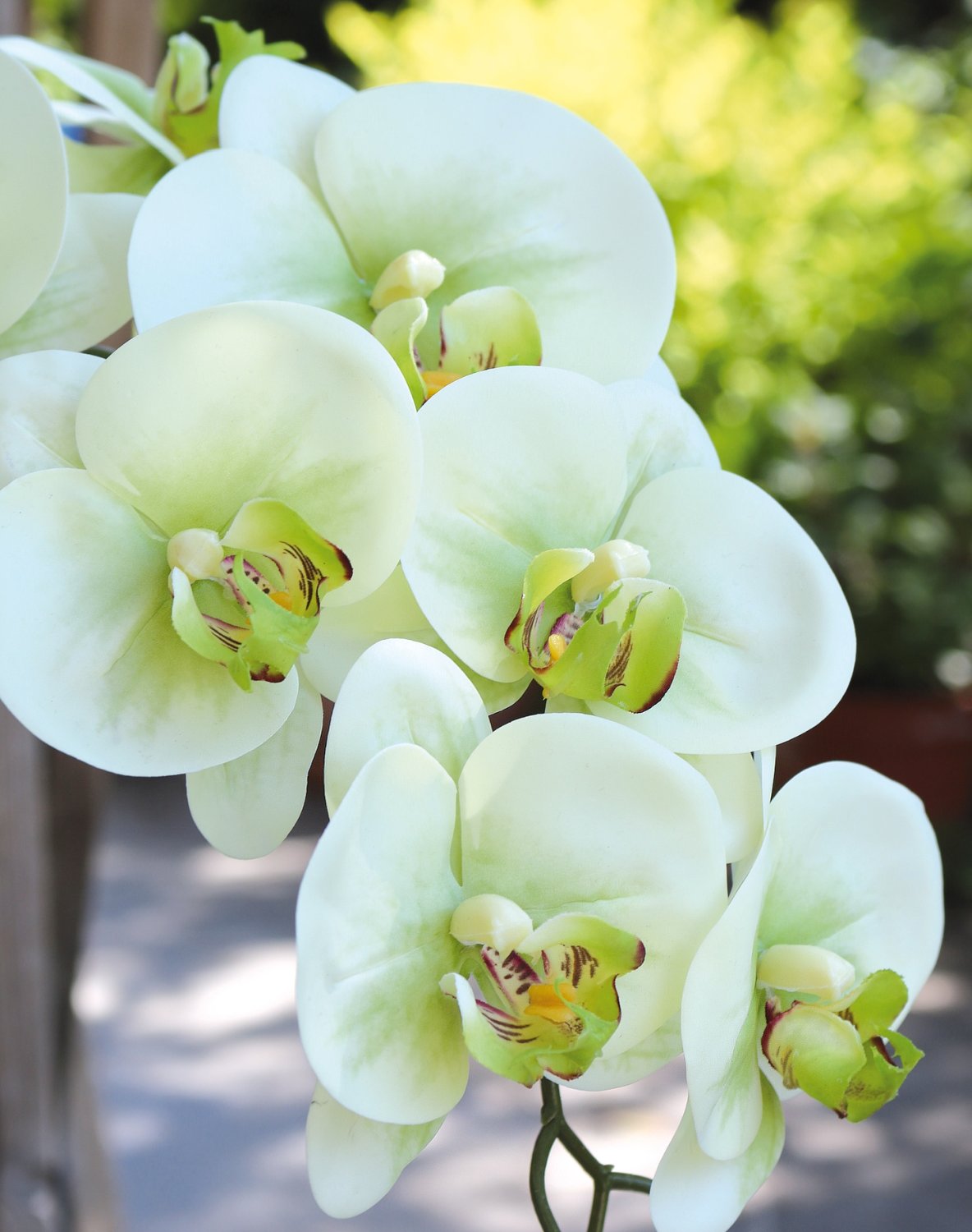 2845 788 a3 Пластиковая орхидея Phalaenopsis, 100 см, real touch soft, бежево-зеленая H-andreas  - Вид №4