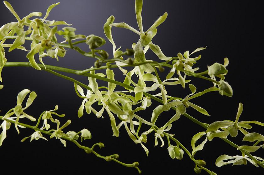 VGnewtrend Искусственное растение из полиэстера  1001662.60  - Вид №1