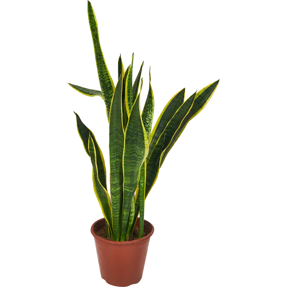 Сансевиерия Трехполосная Santreyd — изящный суккулент с полосатыми листьями 86587893 STLM-0952825 - Вид №1