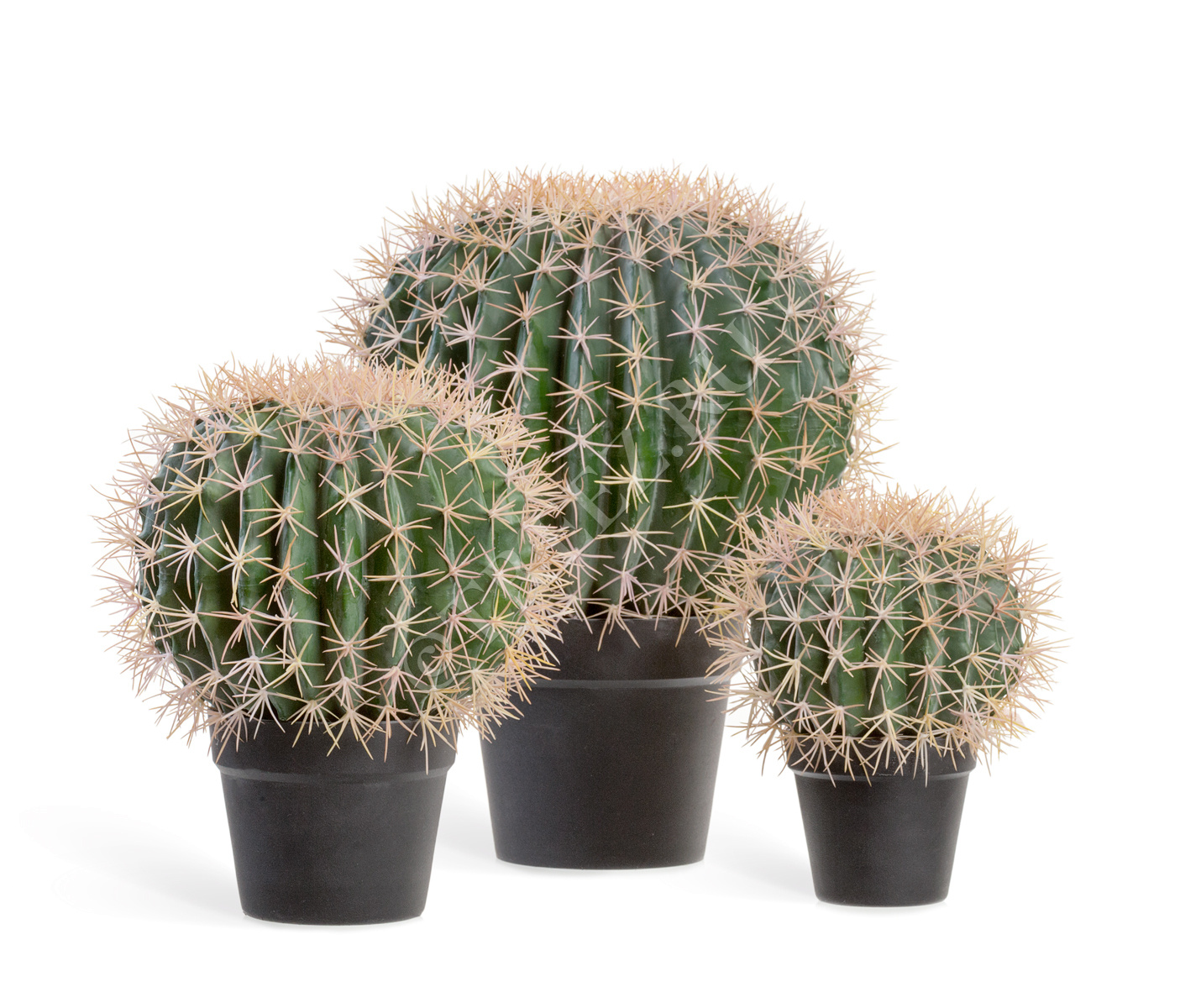 10.091829N Кактус Баррель Цветочная коллекция  - Вид №4