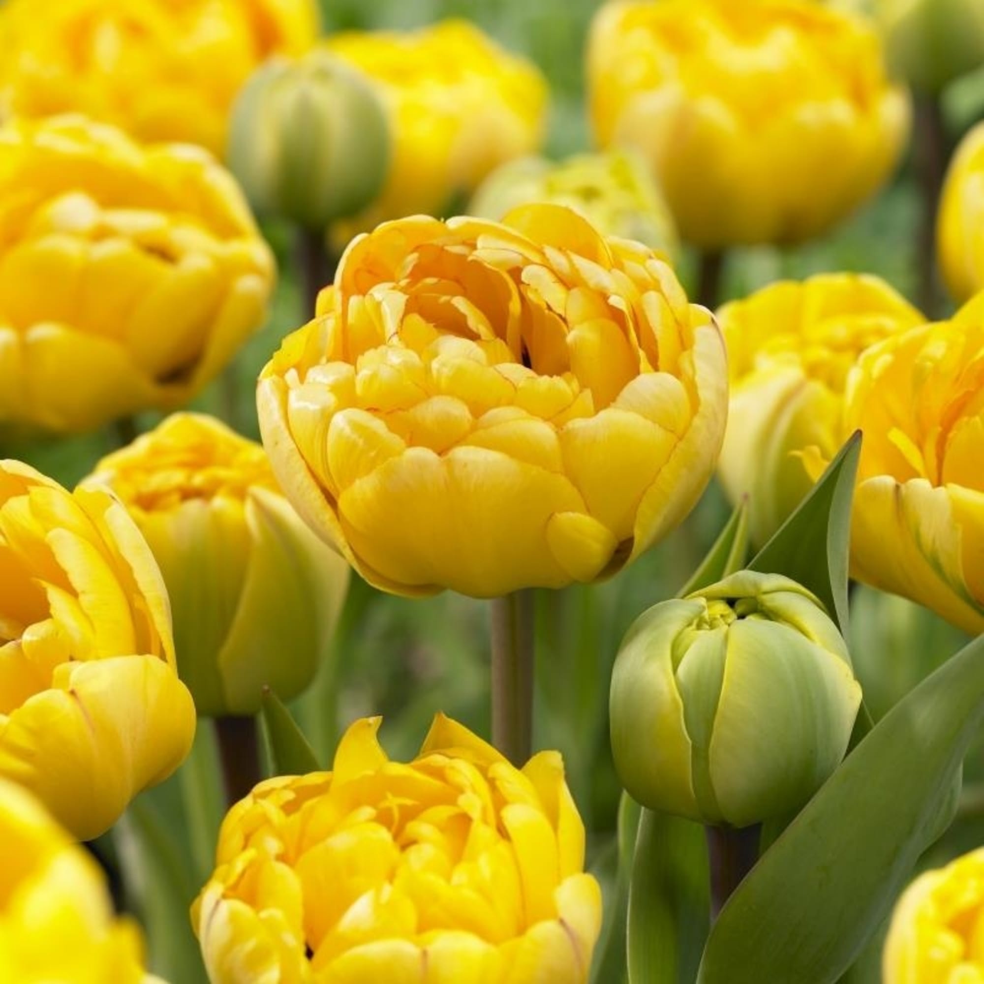 89078336 Тюльпан махровый ранний Дансинг Куин луковица 12/, 5 шт Santreyd 