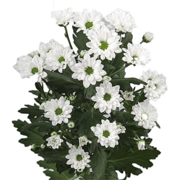 Хризантема са бунсер 55 см Santreyd 25021 - Вид №1