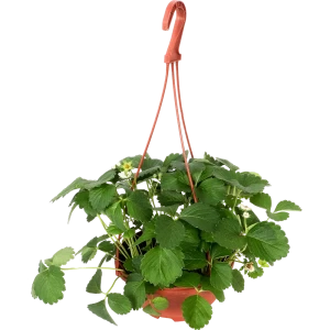 Ампельная земляника Santreyd для кашпо и вертикального озеленения 12710130