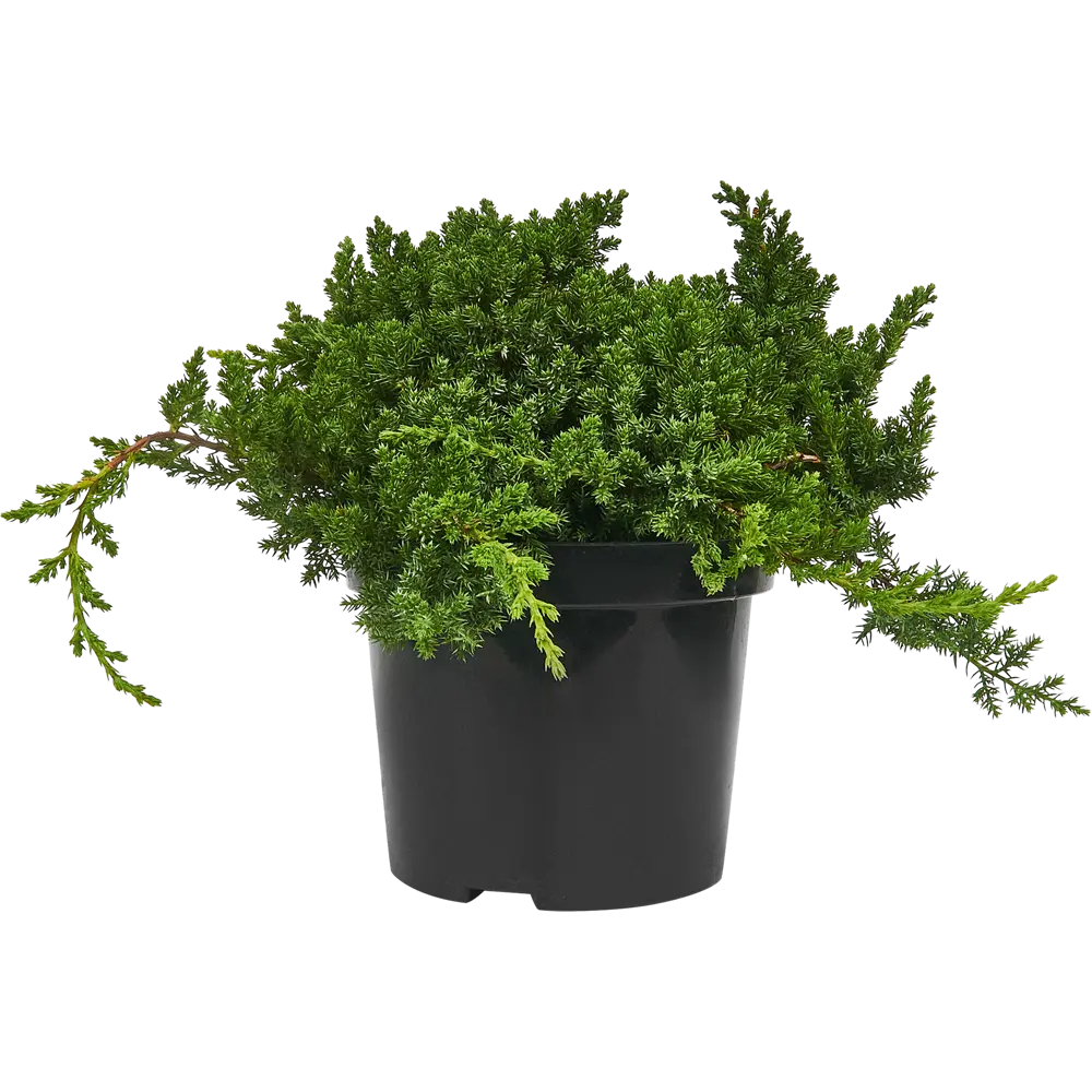Можжевельник лежачий Нана ø19 h30 см 85440398 STLM-2210531 PLANTMARKET  - Вид №1