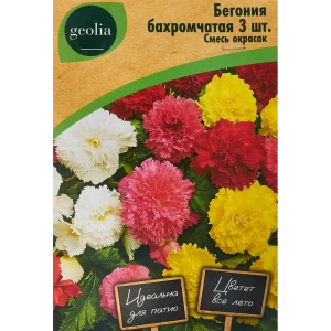 Бегония бахромчатая смесь окрасок Geolia 3 шт 86408536 STLM-2175373