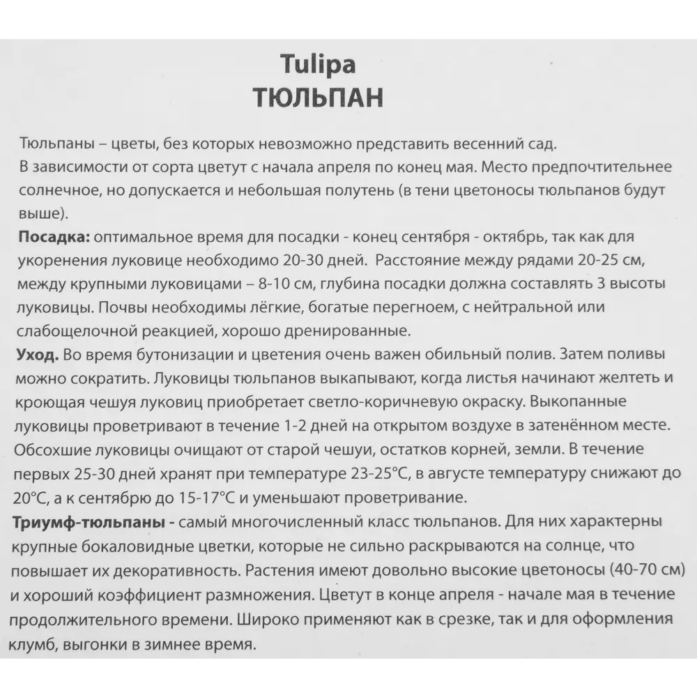 Тюльпан Триумф Веранди, 5 шт 85205592 STLM-2088484 ПОИСК  - Вид №2