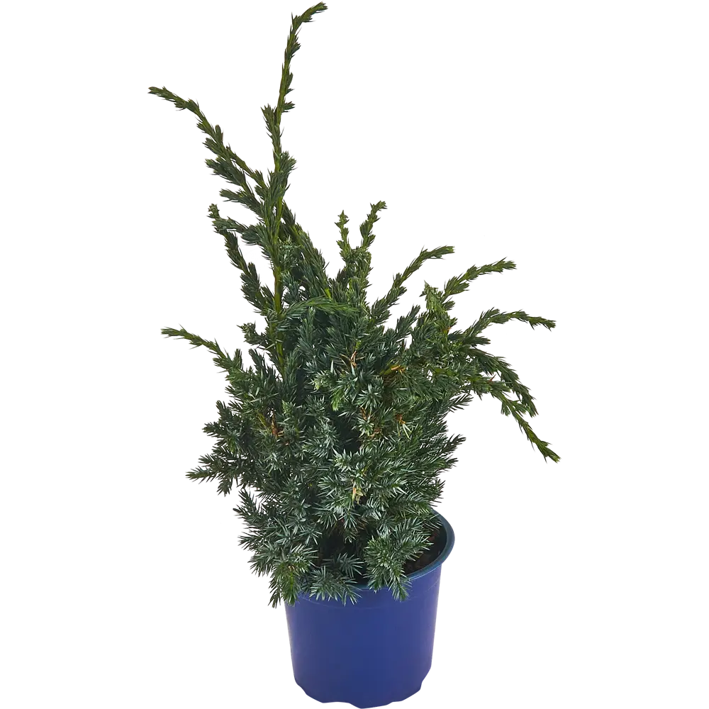 Можжевельник чешуйчатый Мейери ø14 h50 см 84834065 STLM-2209349 PLANTMARKET  - Вид №1