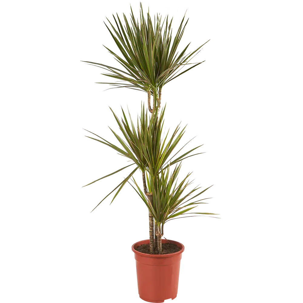 Santreyd Драцена Маргината Биколор — элегантная пальма с розовой окантовкой 11820901 STLM-0001499