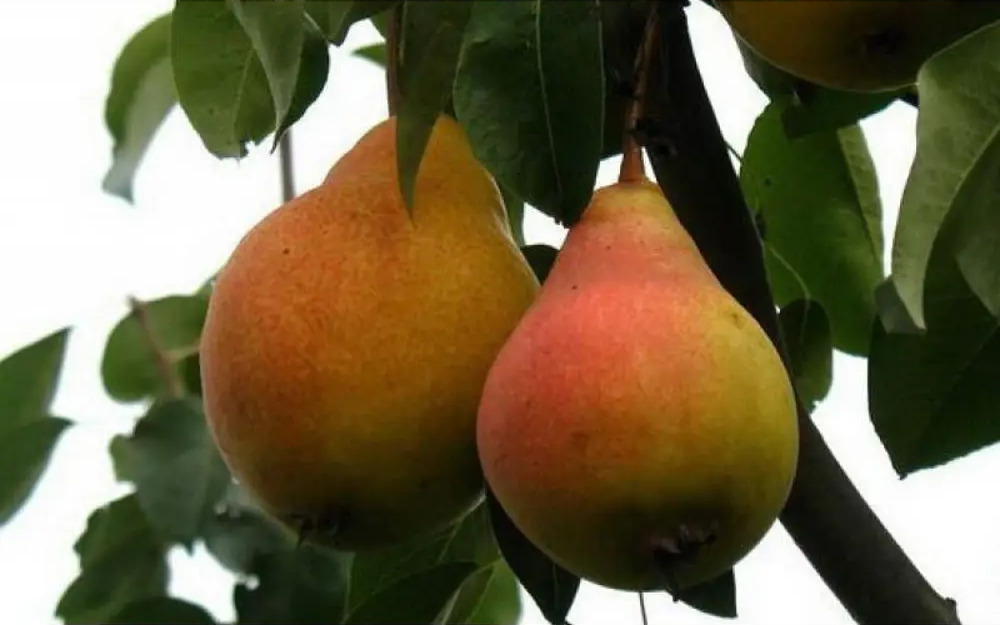 Груша микс Santreyd - саженцы плодовых деревьев для сада 87718524