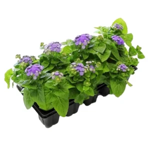 Агератум микс 13x15 см 82625046 STLM-2000150