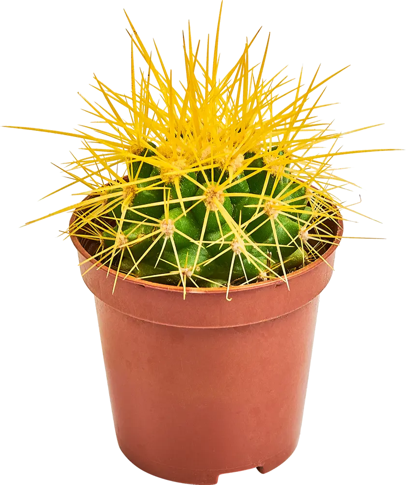 Santreyd Эхинокактус Грузона - мексиканский кактус с цветными иголками 87819696