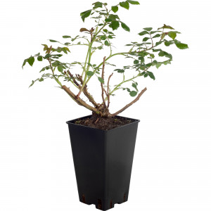 82155596 Роза парковая Луис Одиер 2 л.