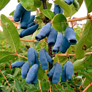 Саженец жимолости Длинноплодная съедобная h40 см 89421404