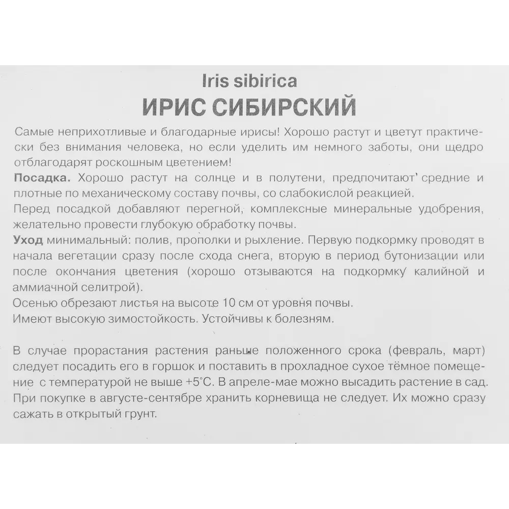 Ирис сибирский Тамбл Баг ПОИСК STLM-2089456 - Вид №2