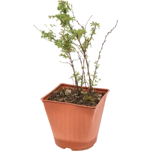 Лапчатка «Абботсвуд» 15x30 см 82595156 STLM-2188957