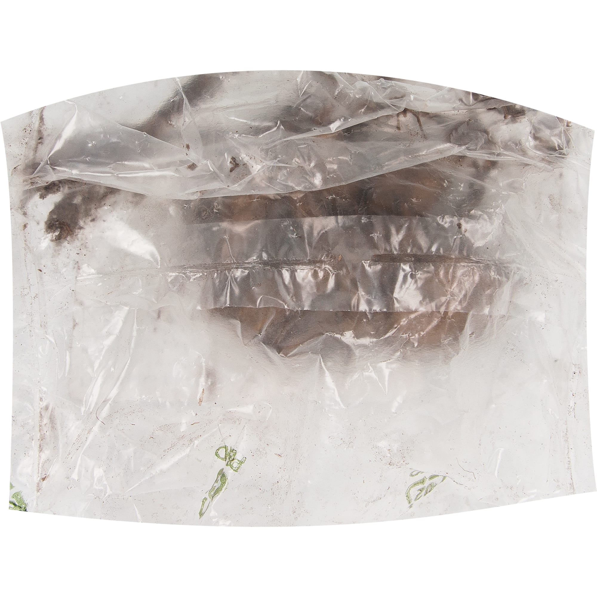 83760968 Георгина Виттем луковица II Santreyd  - Вид №1