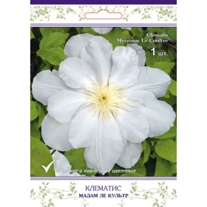 Клематис крупноцветковый Мадам ле Культр h15 см 83431370 STLM-2025827