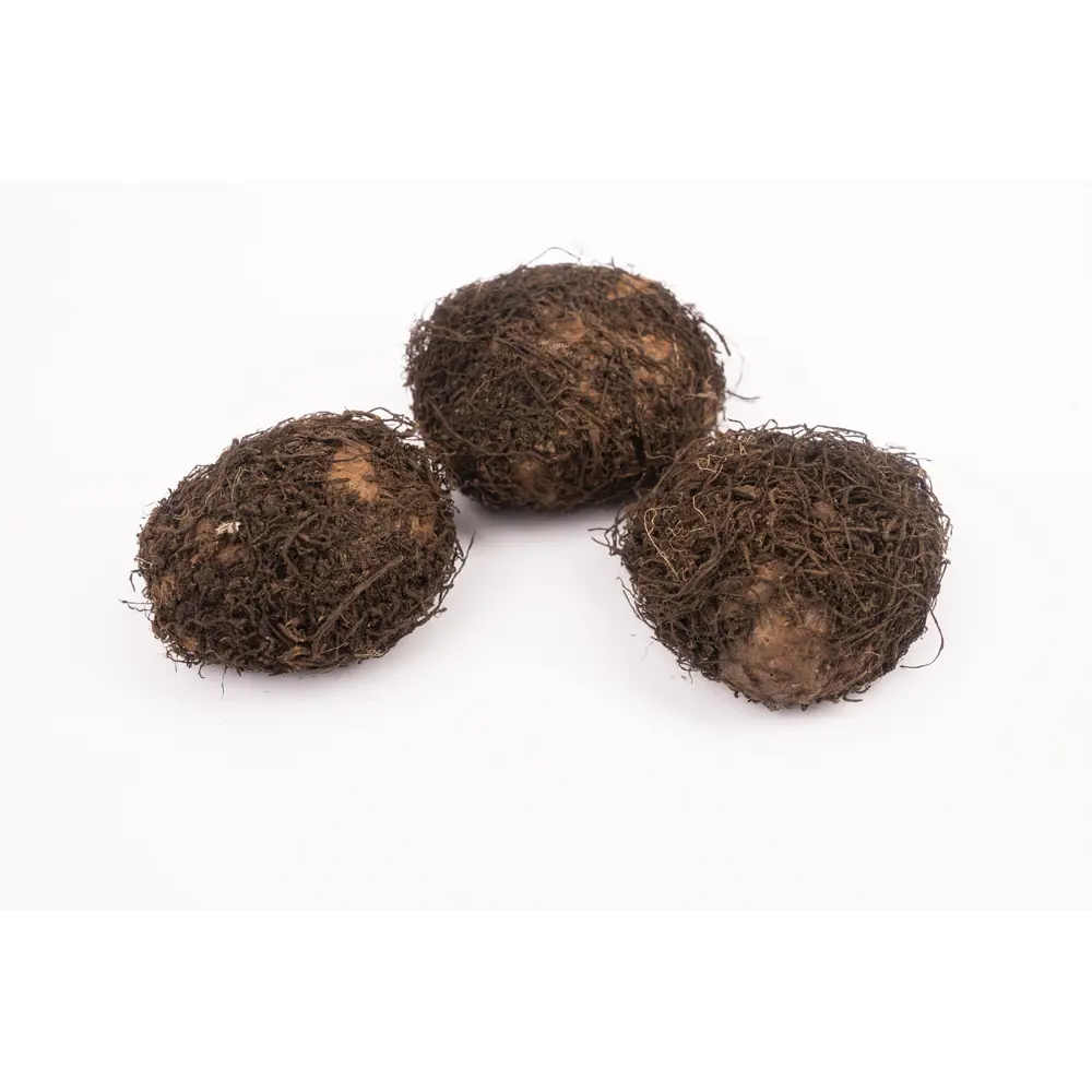 Бегония ампельная смесь окрасок 3 шт 86408535 STLM-2186412 Santreyd  - Вид №1