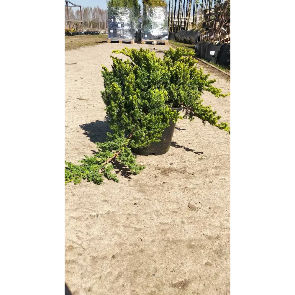 Можжевельник лежачий «Нана» C1 20-25 см 82174068 STLM-2018904 PLANTMARKET 