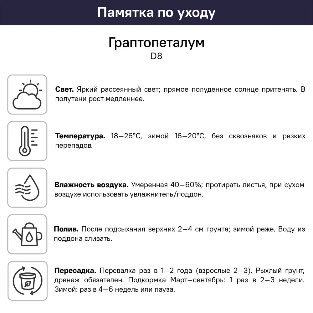 Граптопеталум ø8 h2 см 89447776 STLM-2123605 Santreyd  - Вид №3