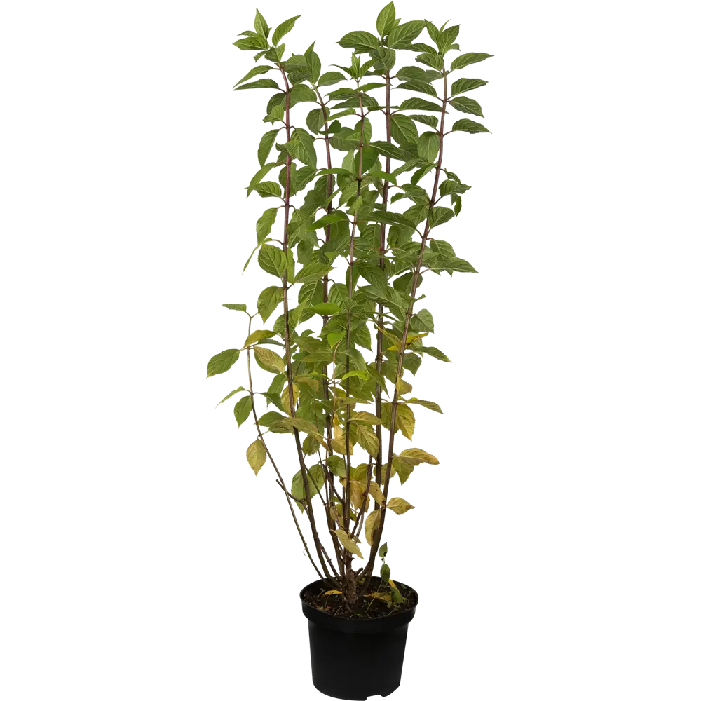 Гортензия метельчатая «Лаймлайт» C3 40-60 см PLANTMARKET STLM-2037181