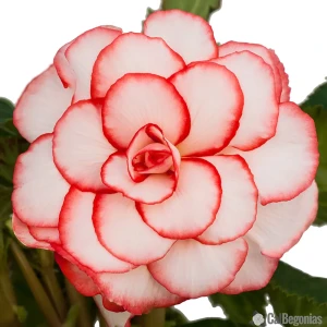 Бегония «picotee Red/White», 5х6 см 13063692 STLM-2141587