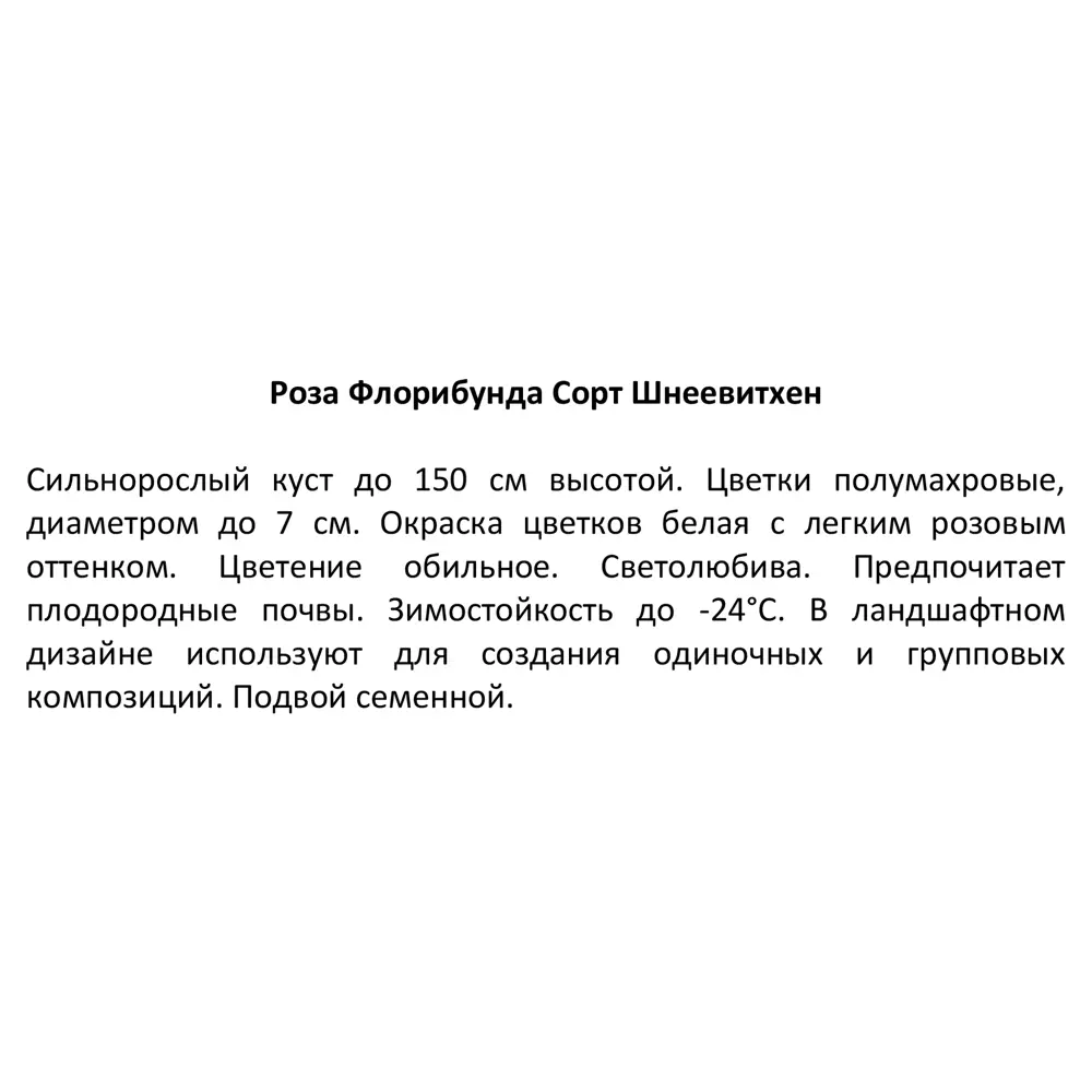 Роза флорибунда Шнеевитхен ø15 h30 см 85589126 STLM-2066803 Santreyd  - Вид №4