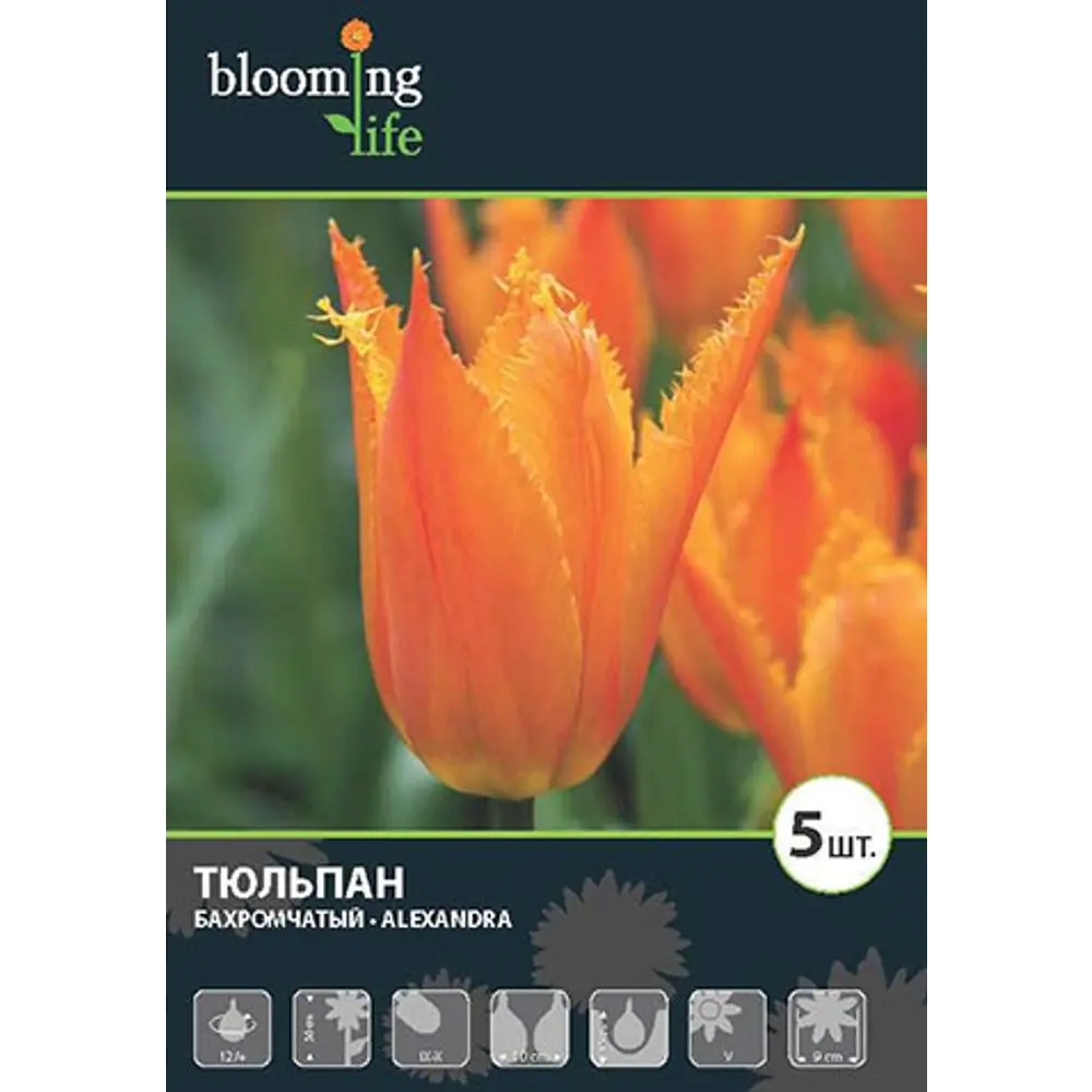 Тюльпан Александра 12/+, 5 шт 16396193 STLM-2048027 Santreyd 