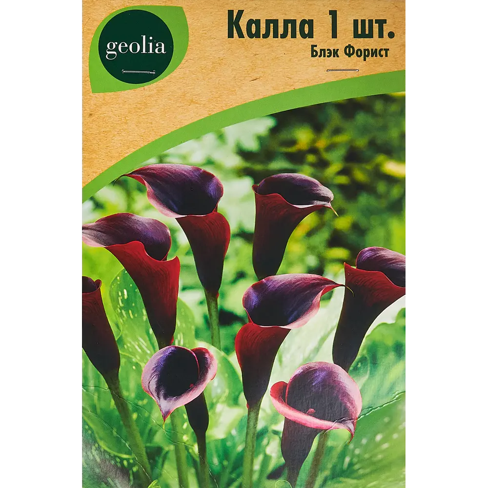 Калла Geolia Блэк Форист 86408669 STLM-2125609 