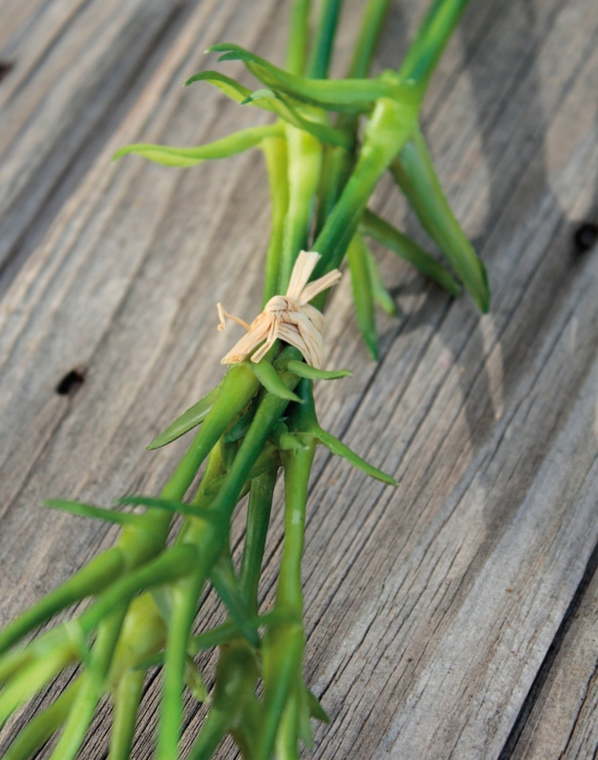 3516 420 a2 Гвоздика искусственная, 30 см, вишня H-andreas  - Вид №2