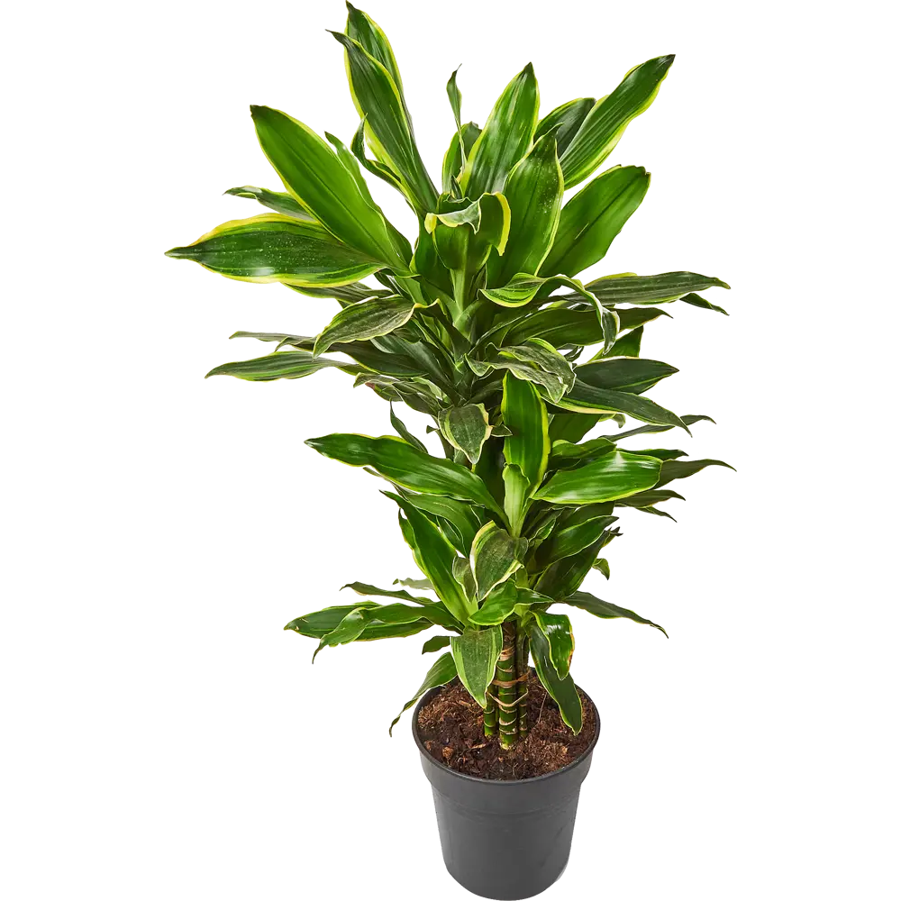 Santreyd Драцена Голден Коаст Карусель — вечнозеленая комнатная пальма 85062648 STLM-0058016