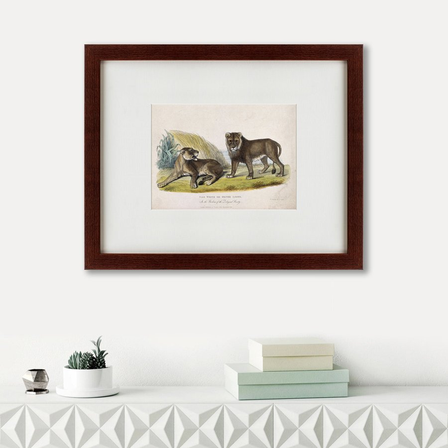 Литография на тонированной бумаге 42х52 см A pair of white or silver lions, 1830 КАРТИНЫ В КВАРТИРУ  135638 Бежевый;белый;черный;разноцветный  - Вид №1