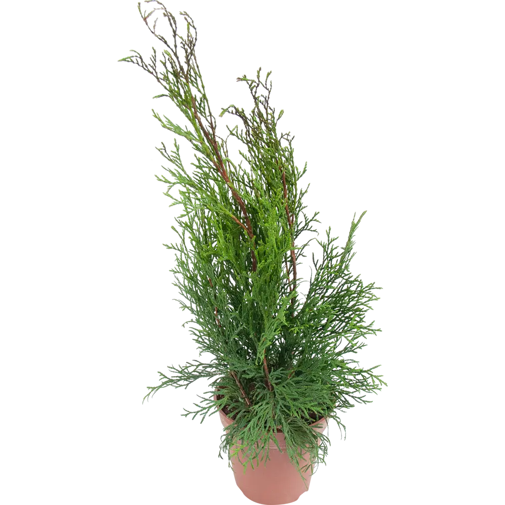 Туя западная «Смарагд» 13x40 см 82622626 STLM-2173522 Santreyd 