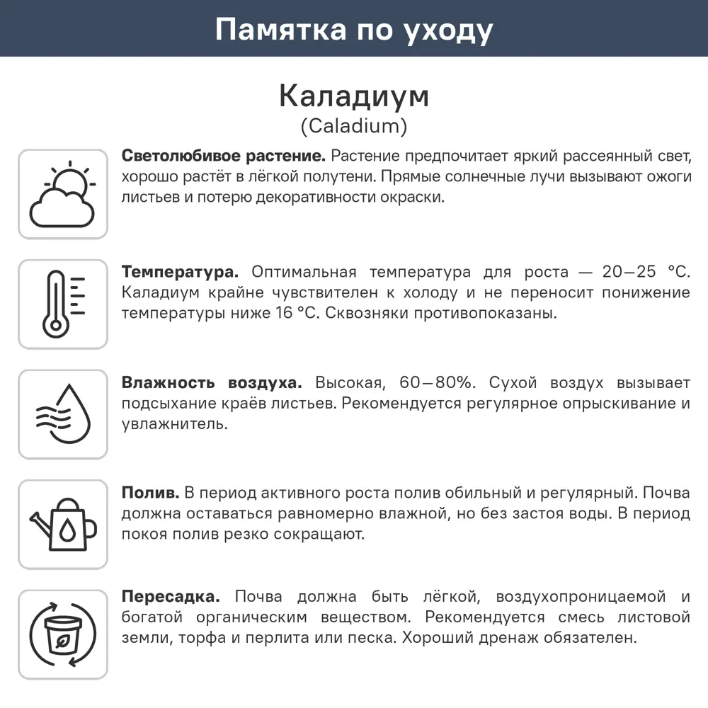 Каладиум Пинк Бьюти ø10.5 h25 см 89447111 STLM-2087277 ГОРКУНОВ  - Вид №1