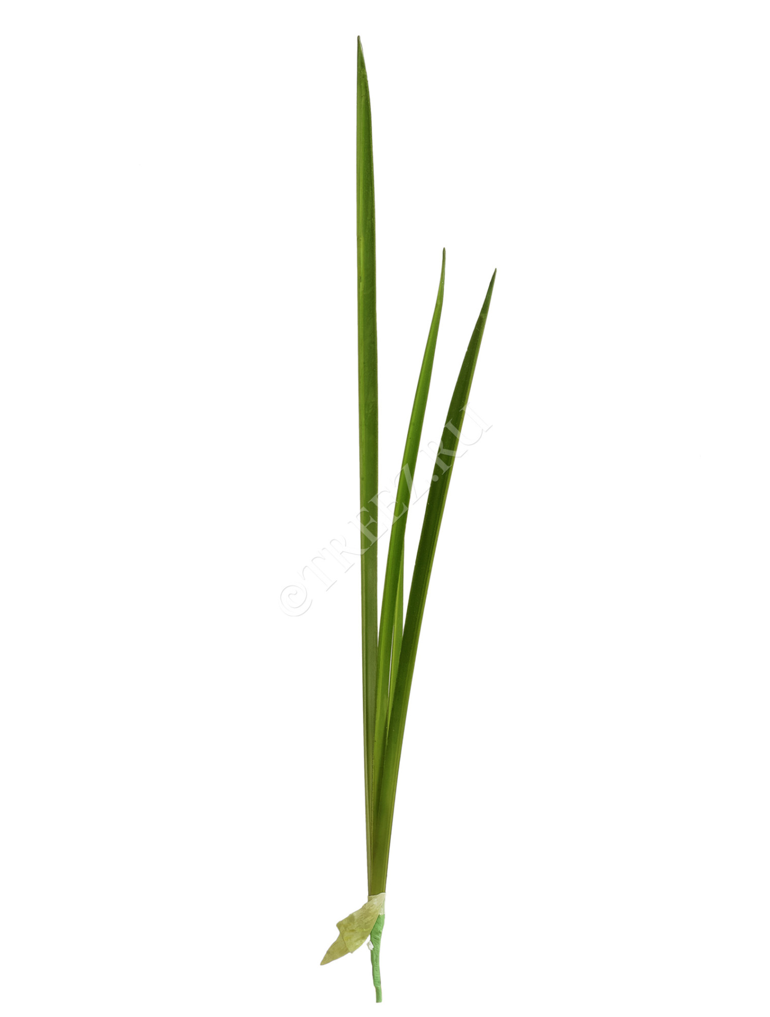 30.0611096 Листы Тиффы Цветочная коллекция 