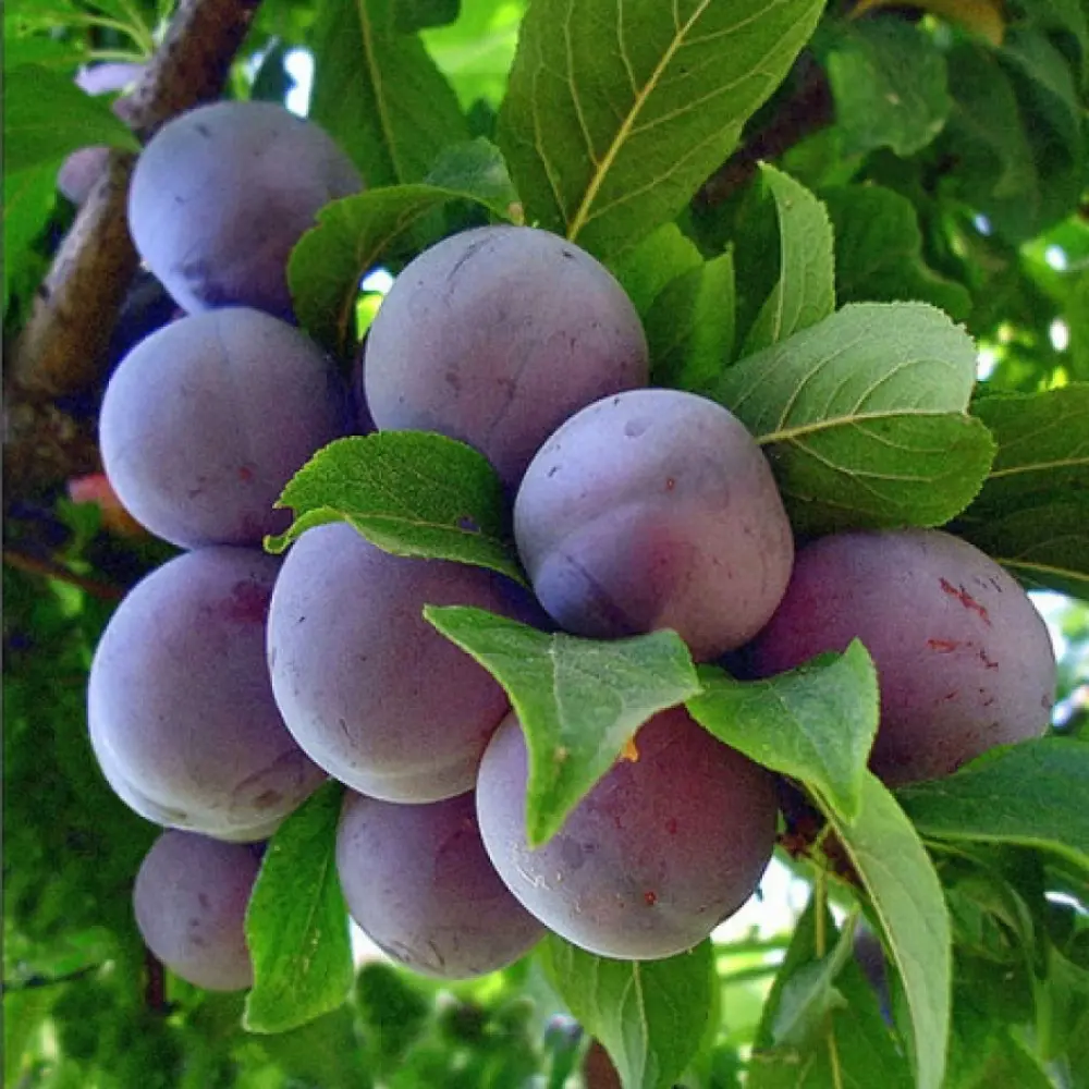 Слива Ренклод советский пакет 89465374 STLM-2066702 PLANTMARKET 
