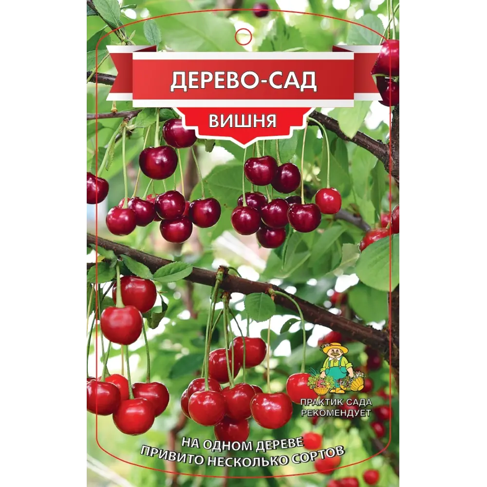 Дерево-сад Вишня двухлетняя 2 сорта ø20 h200 см 84549998 STLM-2201279 Santreyd 