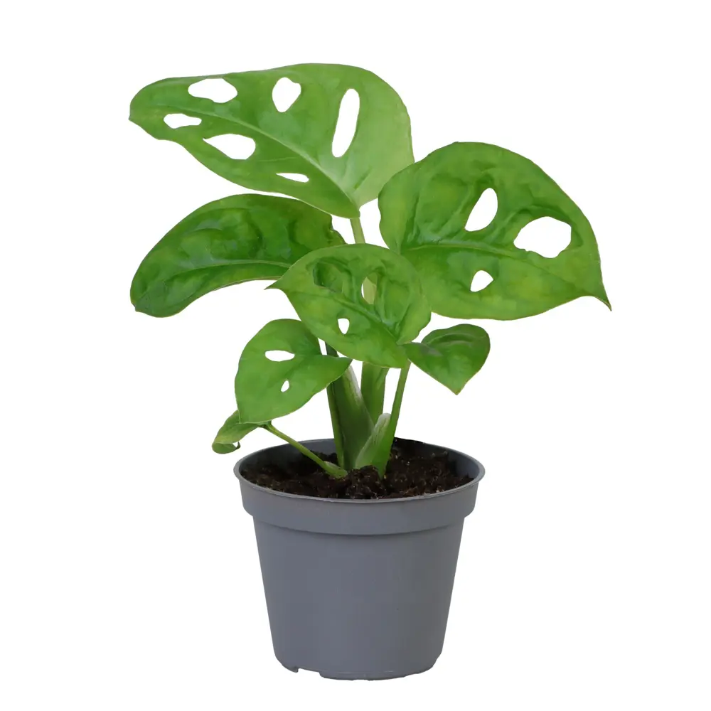 Santreyd Монстера Обликва — изящная лиана с асимметричными листьями 89375011 STLM-1363468