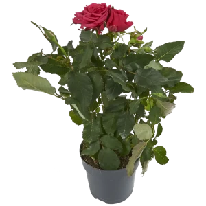 Роза Виктори микс ø10.5 h30 см Цветочный альянс 82399648 STLM-2172419