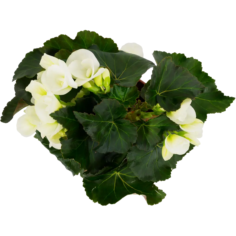 Бегония Элатиор Santreyd — вечное цветение в вашем доме 12510729 STLM-1373320 - Вид №1