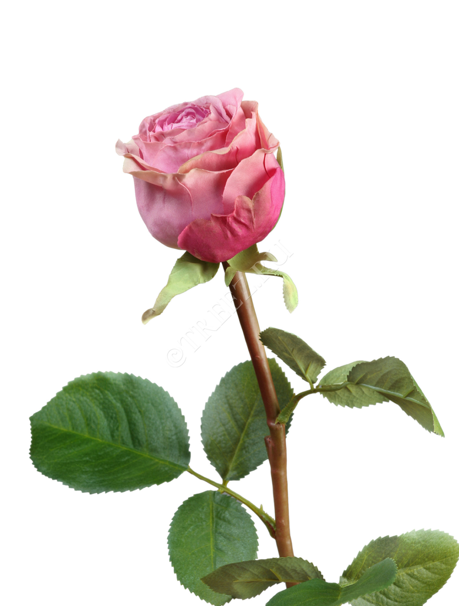 30.0613113FUsm Роза Эсперанса Мидл сиренево-розовая с зел.каймой Цветочная коллекция 