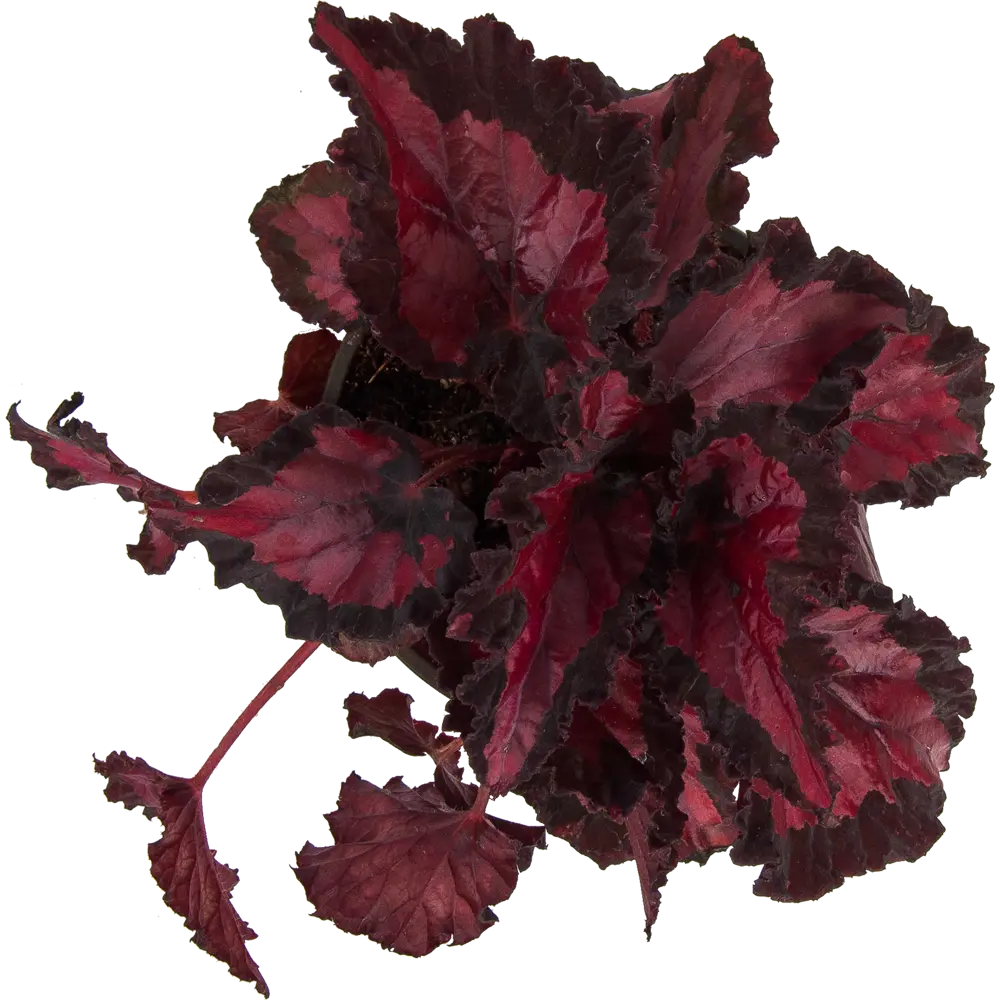 Santreyd Бегония рекс — декоративное растение с роскошной листвой 83248016 STLM-0039912 - Вид №1