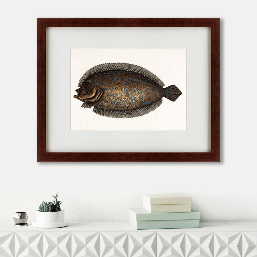 Картина: Sole fish, 1722 КАРТИНЫ В КВАРТИРУ  135742 Разноцветный  - Вид №1