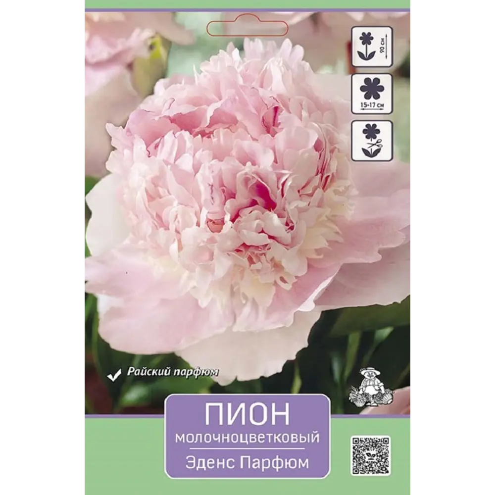 Пион молочноцветковый травянистый Эденс Парфюм ПОИСК STLM-2075194