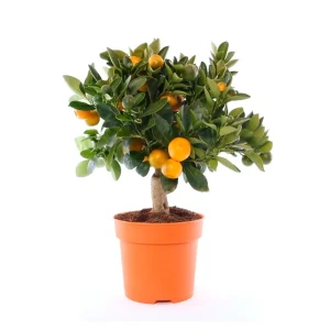 Цитрофортунелла Каламондин - комнатное цитрусовое растение с плодами 89434929