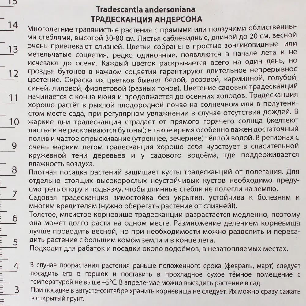 Традесканция Андерсона Инносенс I, 1 шт 17536039 STLM-2161903 Santreyd  - Вид №2