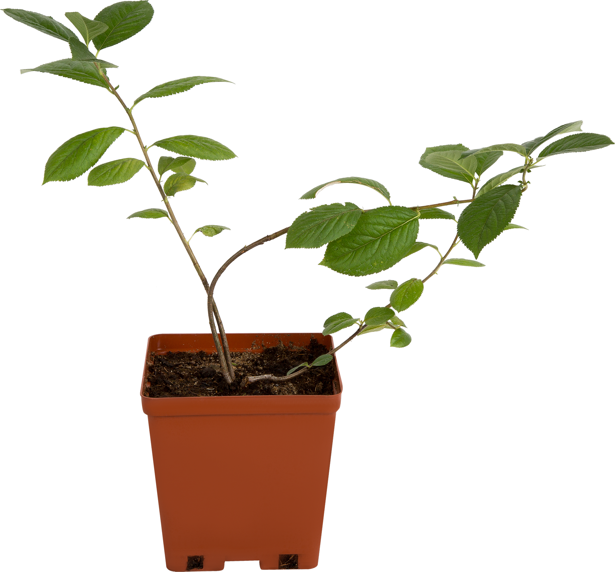 Саженец рябины черноплодной Santreyd - терпкие ягоды для консервации 81954939