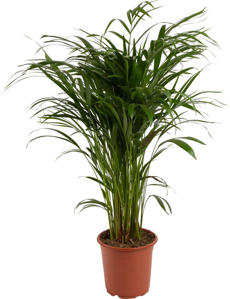 Santreyd Арека - элегантная пальма для современного интерьера 82578914
